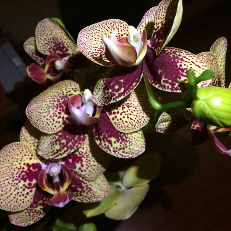 Phalaenopsis KV Charmer Spot by Steve Exotic orchids, Amazing flowers, Unusual f