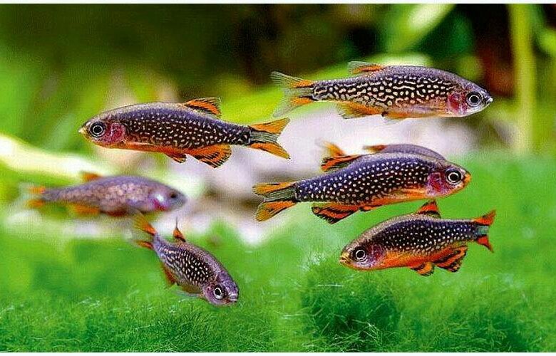 SPECIAL OFFER! 10 x Galaxy Rasbora Peixes ornamentais, Peixes, Aquários