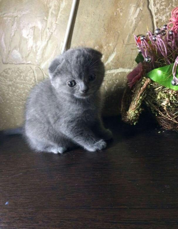 Фото Вислоухие Котята Авито