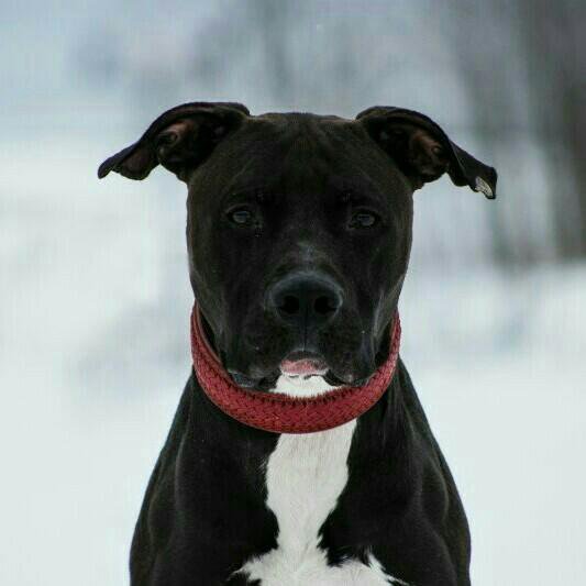 грустный питбуль. редноуз порода. питбуль в добрые руки. питбультерьер добрый. брутальный питбуль.