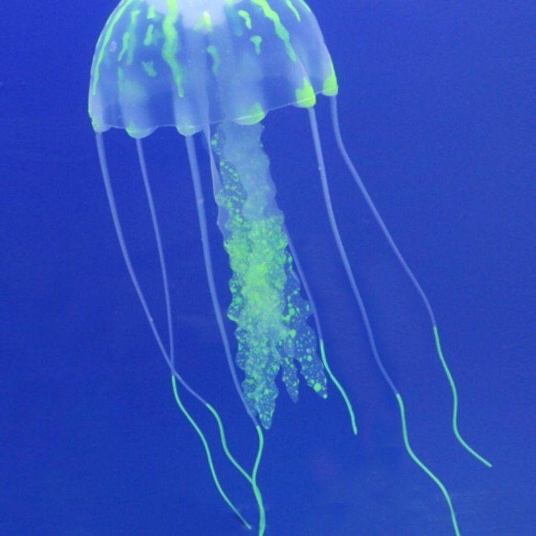 Медуза живая купить. Аквариумные медузы живые. Медуза декоративная. Аквариум с медузами. Аквариумные медузы породы.