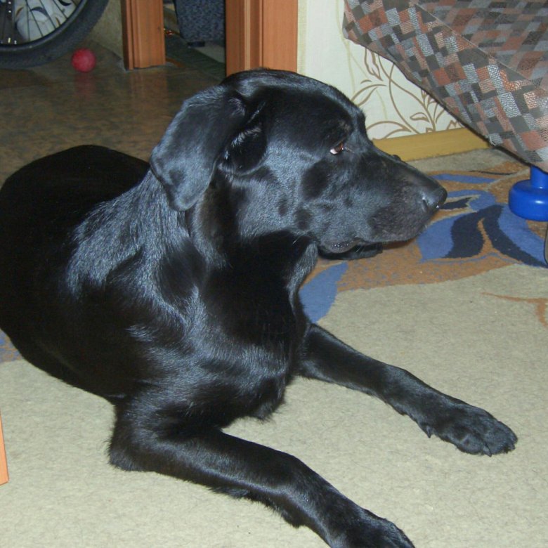 Черный щенок метис лабрадора. Метис лабрадора. Метис лабрадора щенок 2 месяца. Щенки помесь лабрадора. Лабрадор метис щенки.