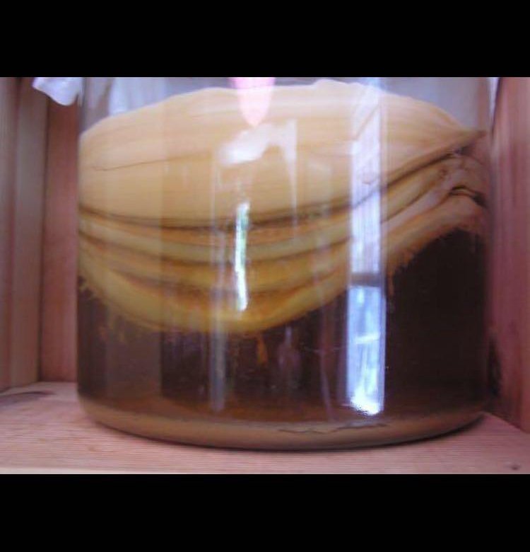 Чайный гриб - комбуча. Чайный гриб медузомицет. Заболевание чайного гриба. Китайский чайный гриб комбуча. Как получить чайный гриб.