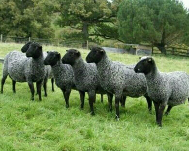 Романовская порода баранов. Грубошерстные породы овец Романовская. Баран каракульской породы. Романовская порода овец.