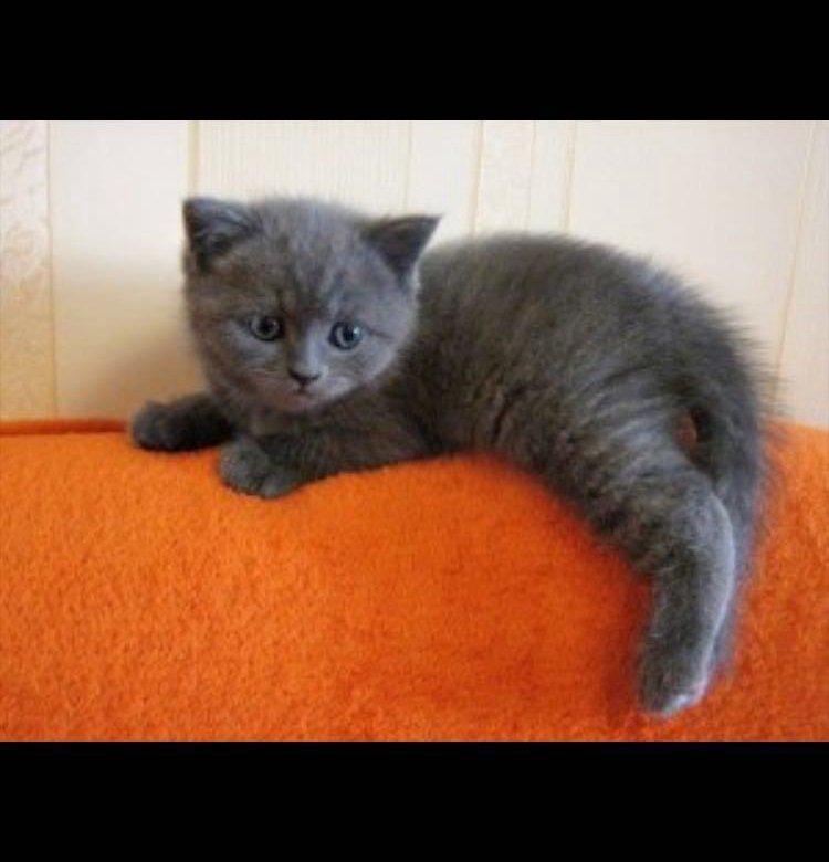 Имена для серых котов