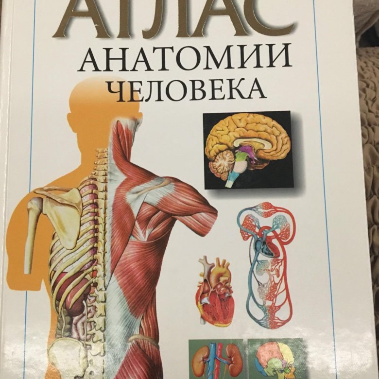 Анатомия книги атласы