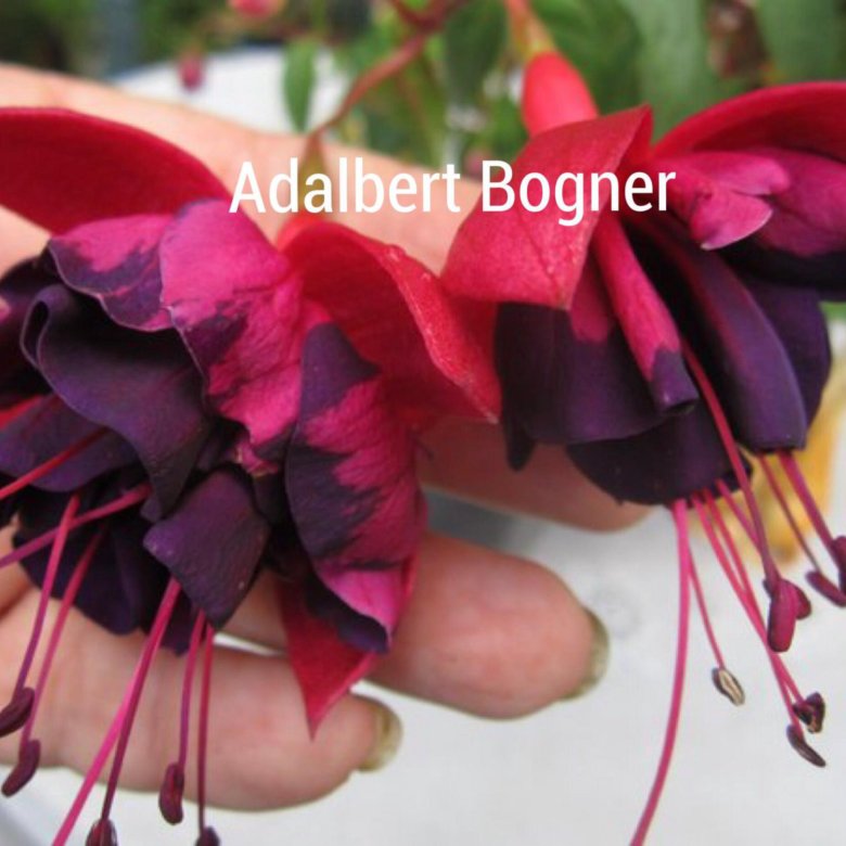 Фуксия адальберт богнер. Фуксия Adalbert Bogner. Фуксия Bilberry Sorbet. Фуксия Heri Chessa. Фуксия Diamond Lily.