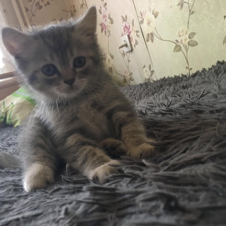 знак вдовства котики сургут где можно взять с фото сказал кибастос один