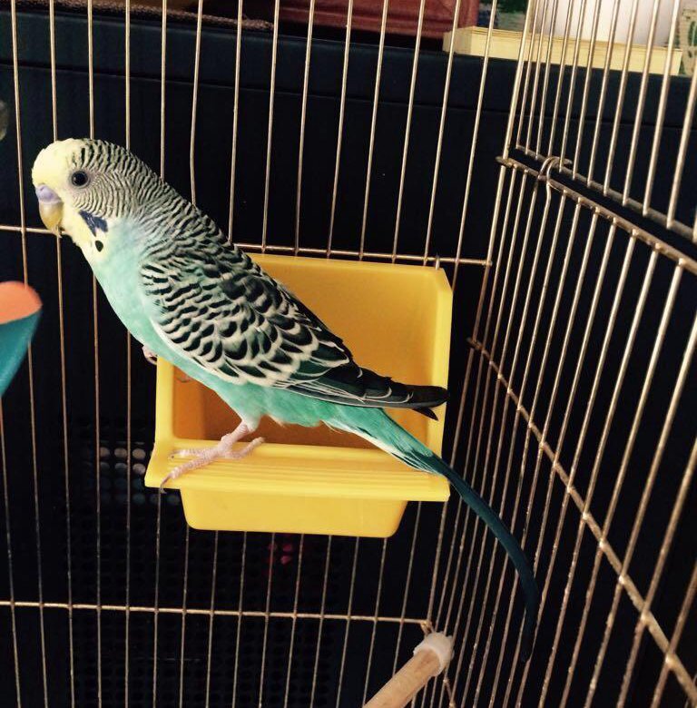 Попугаи в кемерово волнистые. Рубиновый ара. Попугаев которые продают. Большой попугай ара. Жако ухта.