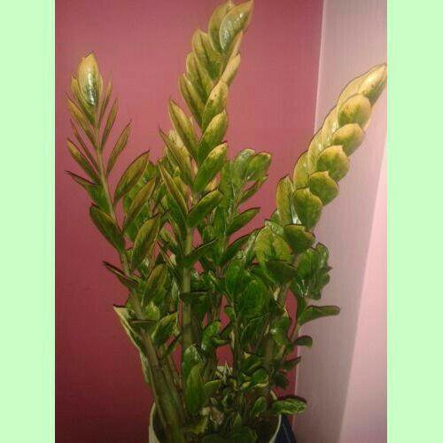 Zamioculcas Lucky Classic