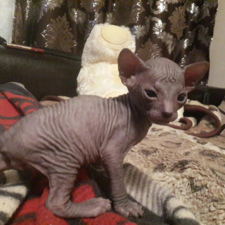 Донской сфинкс резинка браш. Донской сфинкс резинка. Сфинкс резинка. Сфинкс резинка. Котенок сфинкс резинка.