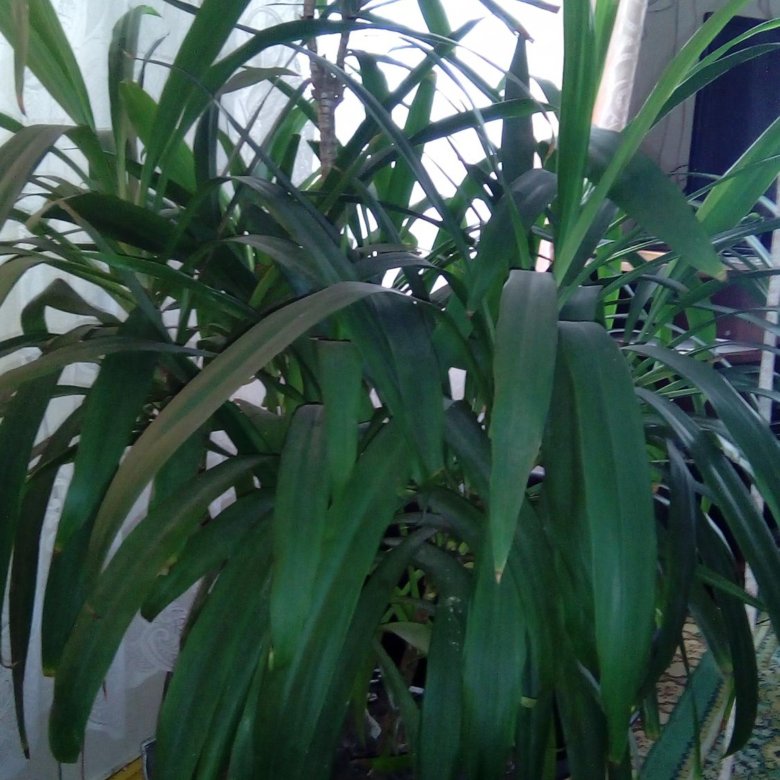 Драцена гукера фото взрослого растения