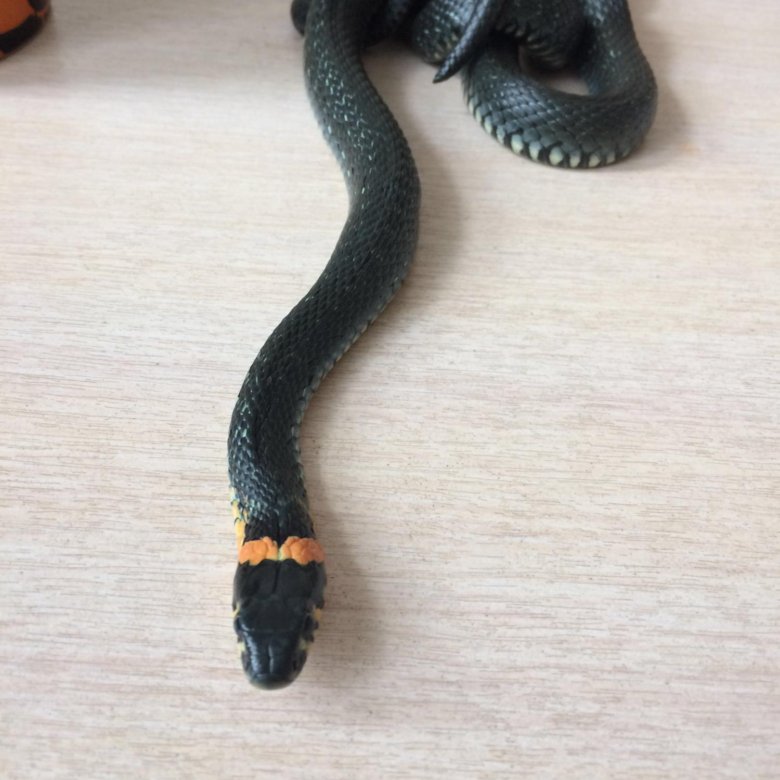 Купить змей авито