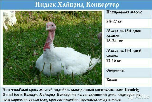 Индюки описание фото отзывы