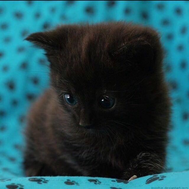 Черный милый котик