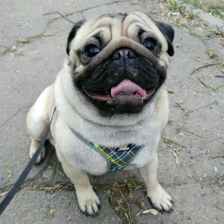 мопс бэтмэээн. мопс дома. мопс с мороженым. мопс в руке. щенок мопса на руках.