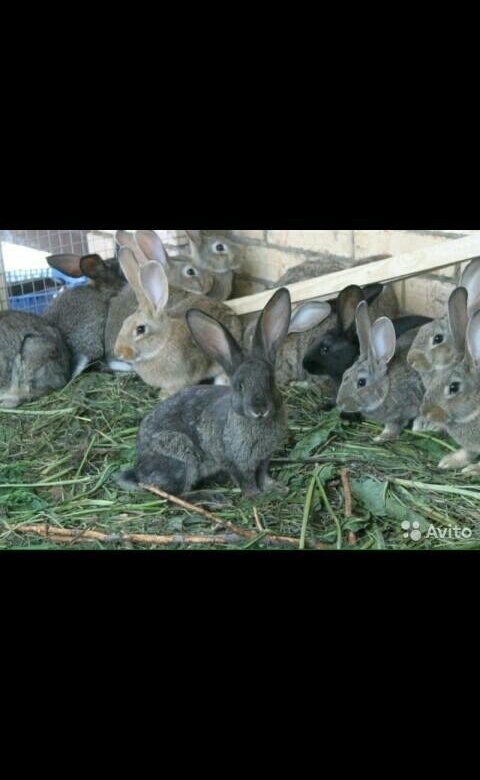 Где сейчас кролики. Серый великан кролик. Серый великан порода кроликов. Крольчата серого великана. Кролик серый великан крольчата.