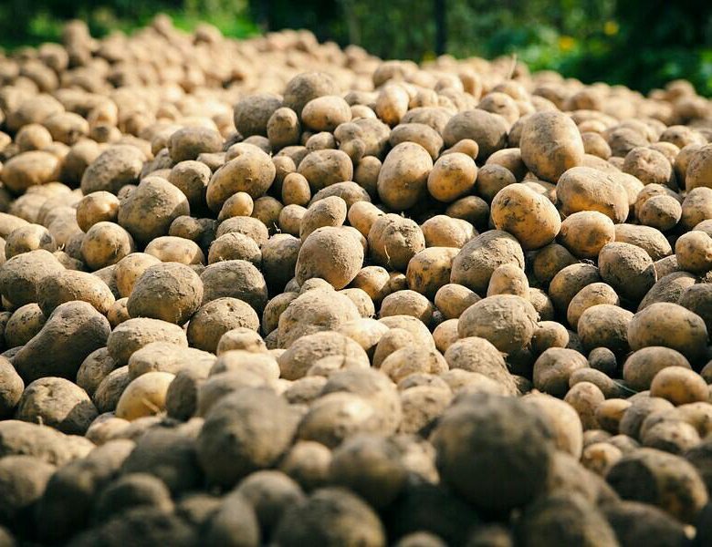 Картофель на корм куплю. Мелкая картошка. Картофель мелкий на семена. Гора картошки. Картофельного корм для живот.