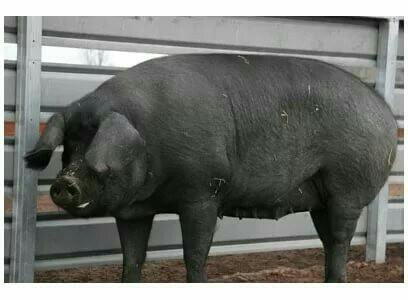 Крупная черная порода. Порода свиней черная Корнуэльская. Дюрок черный. Поросята дюрок черные.