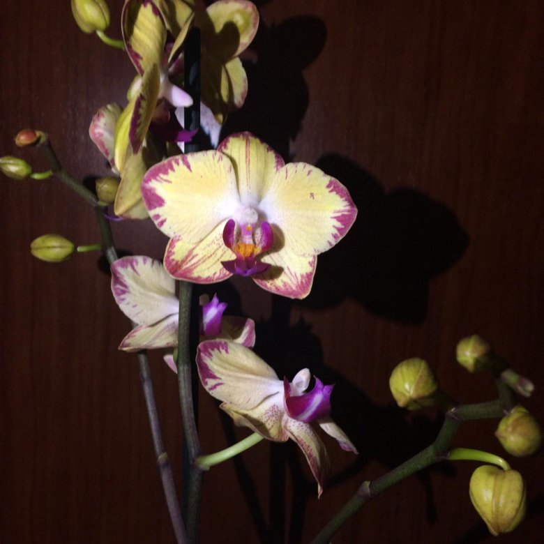 Фото орхидеи попугай