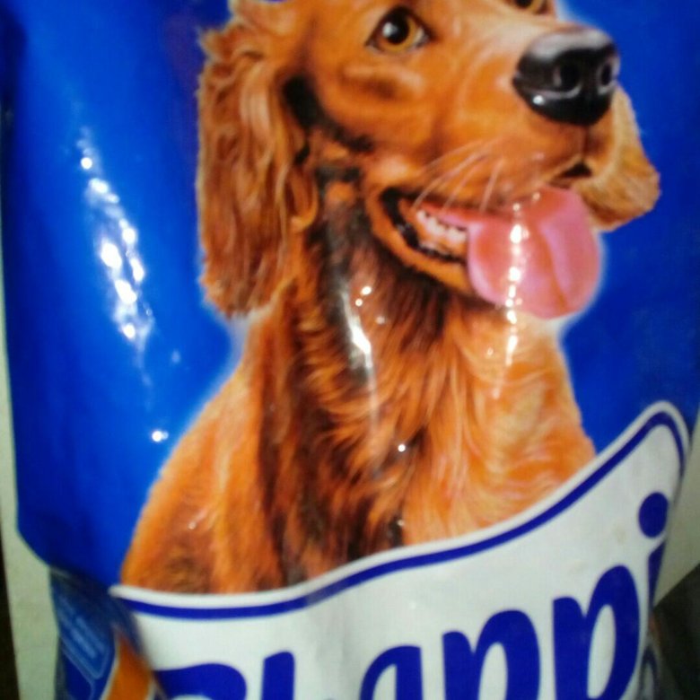 Собака на корме чаппи. Реклама Чаппи порода собаки. Порода из рекламы Чаппи. Chappi логотип. Чаппи корм реклама.