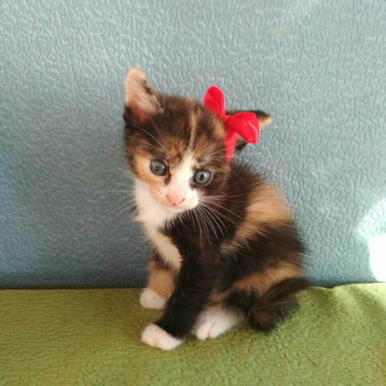 Купить Котенка В Саратове С Фото Авито