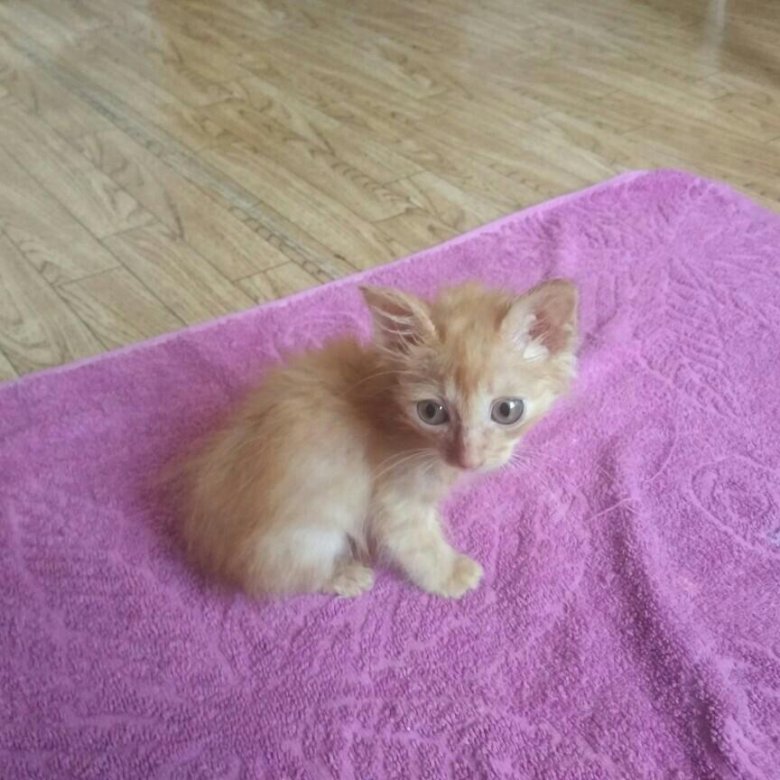 Купить Котенка В Саратове С Фото Авито