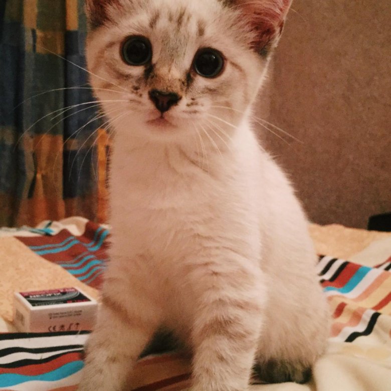 Купить Котенка В Саратове С Фото Авито