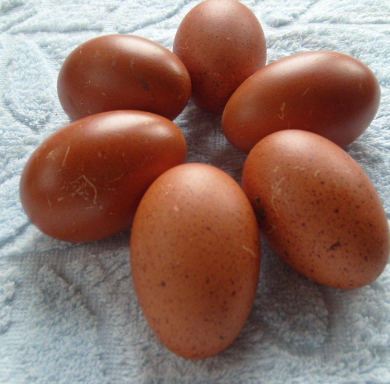 Инкубационное яйцо марана купить. Яйцо Марана инкубационное. Яйца кур Маран. Маран кросс. Черный Маран яйца.