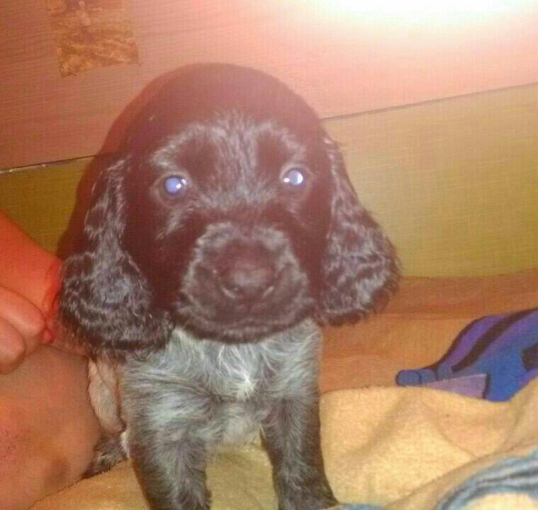 Русский спаниель 2 месяца. Английский кокер спаниель щенок 2 месяца. Спаниель русский охотничий черный 6 месяцев. Спаниель в 4 месяца. Спаниель в 4 месяца.