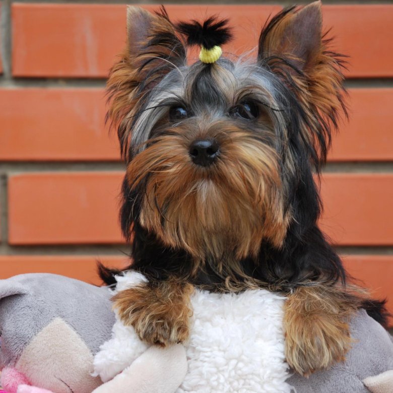 Чер терьер китайский. Чистокровный йоркширский терьер. Йорки краснодара. Купить йора в краснодарском крае на авито. Порода собак мини йорк.