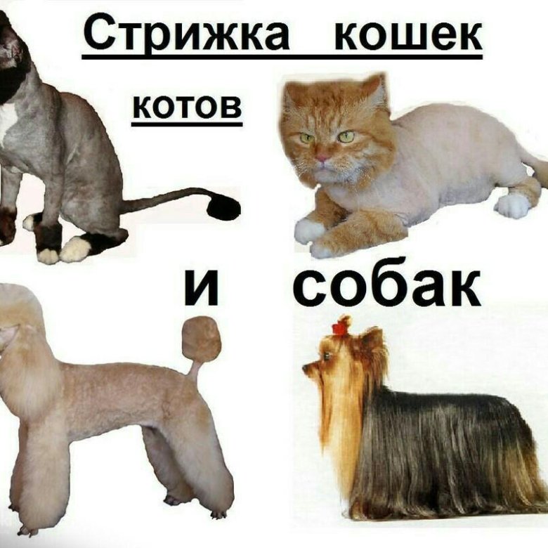 Подстриженные кошки и собаки