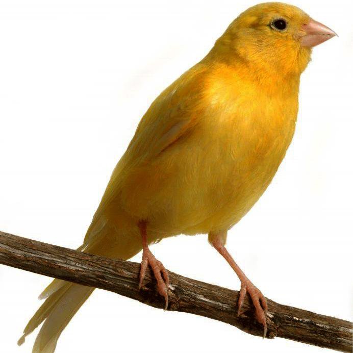 Чубатая канарейка. Canary song singing foto. Канарейка видео для детей. Желтая домашняя птица. Канарейка птенцы кормление.