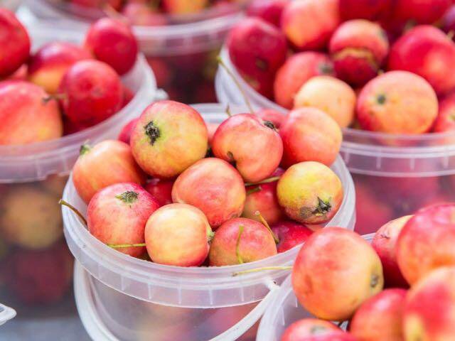 Free Images : apple, berry, flower, food, red, produce, small, evergreen, flora,