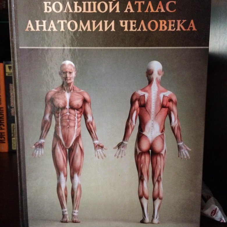 Анатомия книги атласы. Атлас анатомии человека. Анатомический атлас человека. Фотографический атлас анатомии человека. Человек: атлас..