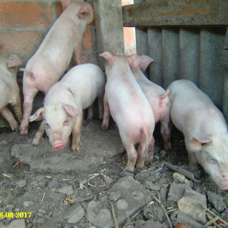 Сколько стоит свинья. Купить поросят цена Кунгур. Сколько стоит свинья в Барнауле. Продам свиней дешево
