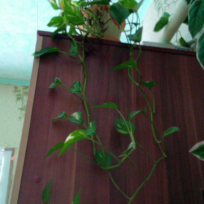 Вьюн Комнатное Растение Фото