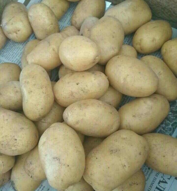 Пароли картофель характеристика. Универсальный картофель. Картофель сорт пароли. Универсальность картофеля. Пароля с картошкой.