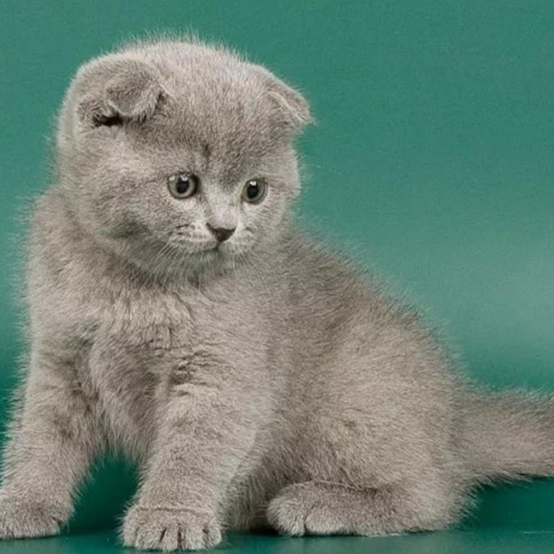 Шотландские Котята Вислоухие Фото Авито