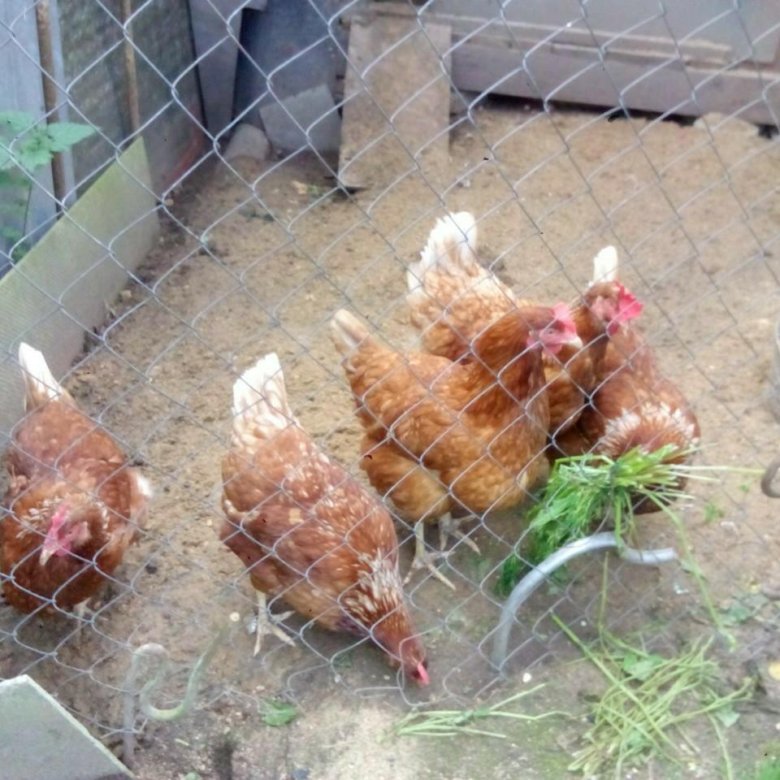 куры несушки весной. куры несушки весной. куры несушки весной. куры несутся. когда покупать кур несушек весной.