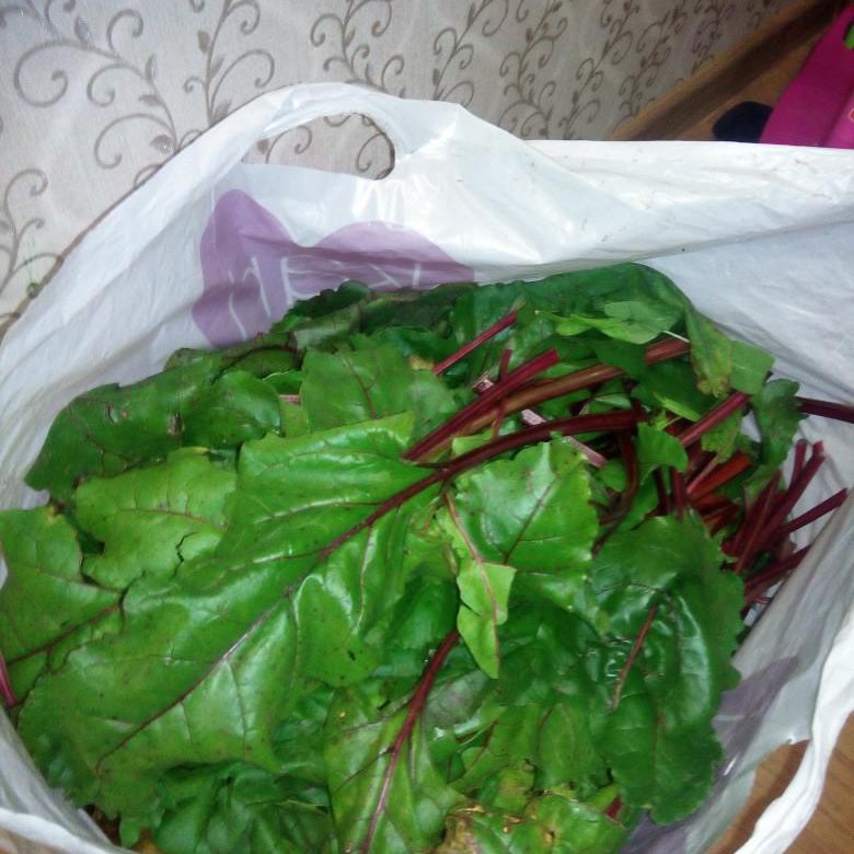 Мангольд страж. Свекольная ботва горис. Съедобная ботва. Квашеный мангольд. Ботва (листья) свеклы.