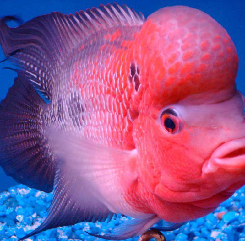 Рыба с большим лбом фото