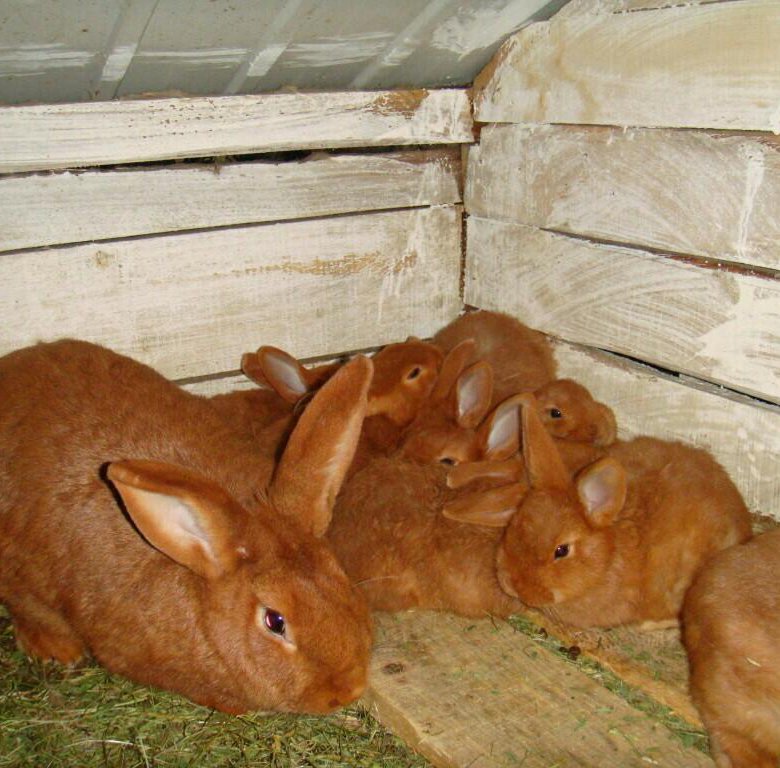 Породы мясных кроликов с фотографиями и названиями