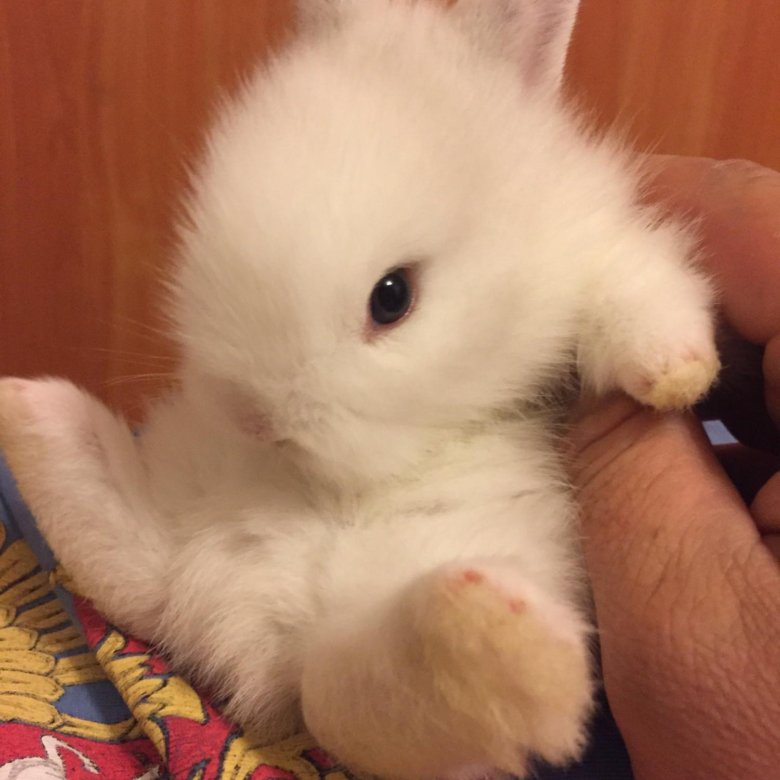 авито кролики декоративные. крольчата домашние. гибрид морской свинки и кролика. фландр авито. кролики породы полтавское серебро.