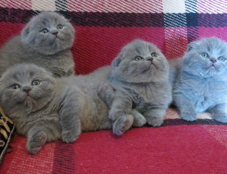Вислоухие котята фото