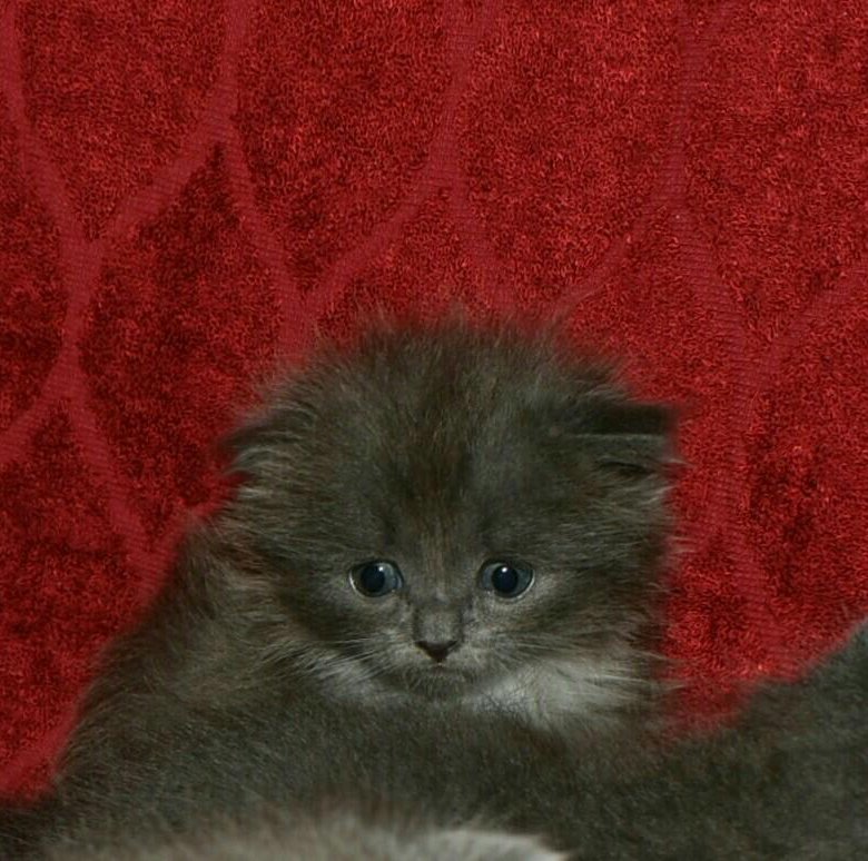 Котята муром. Котята в муроме на авито. Котята в муроме на авито. Котята на авито новоаннинский. Котята в муроме на авито.