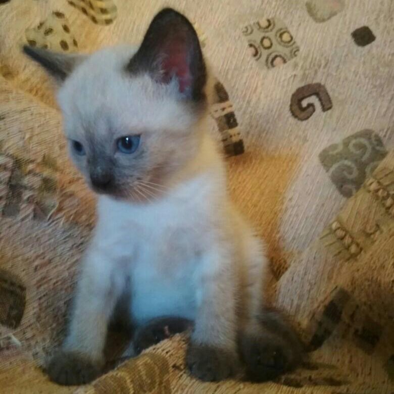 Сколько стоит сиамская кошка