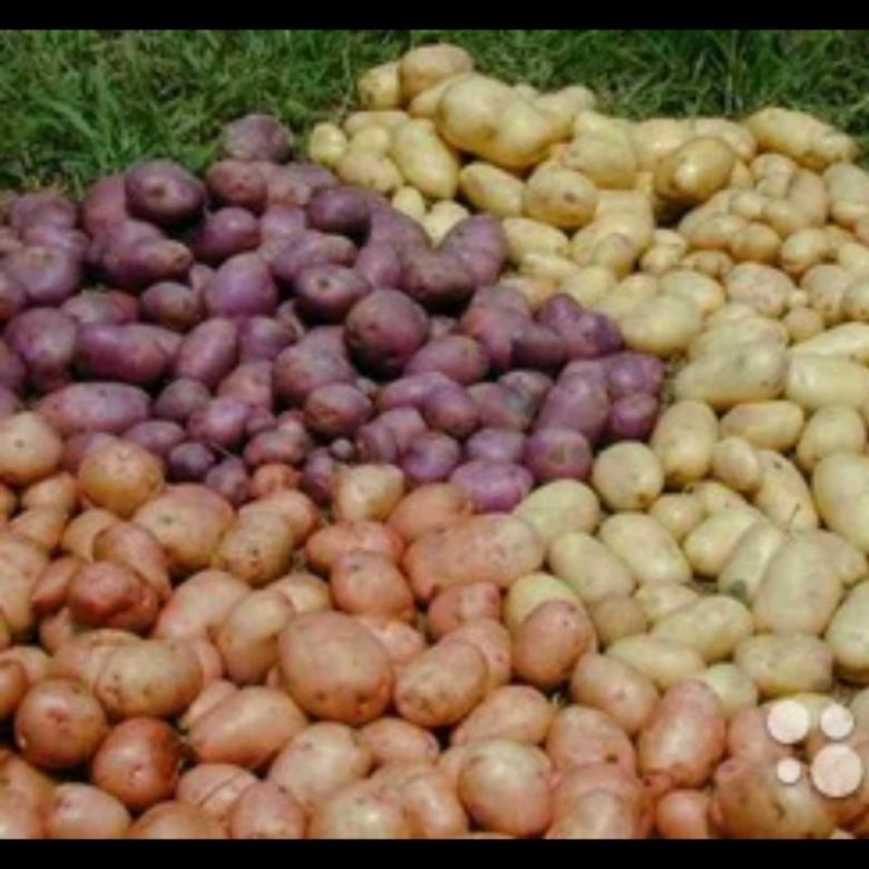 Семенной картофель московская область. Семенной картофель Балтик Роуз. Сорт Гала картофель семена. Винета сорт картофеля.