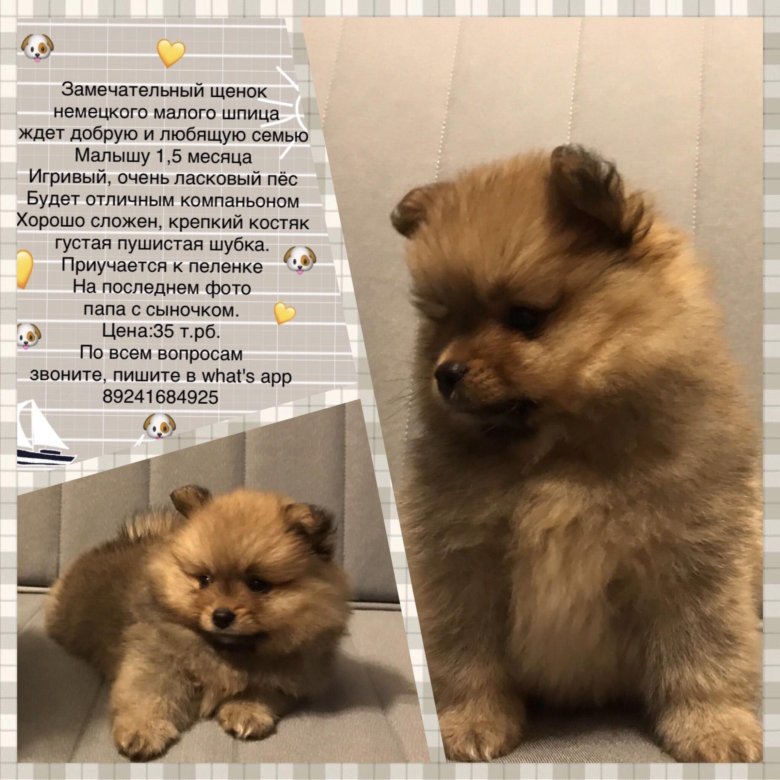 померанский карликовый шпиц вес.