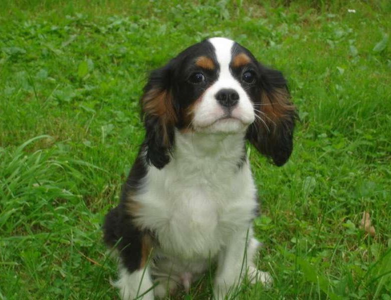 Мальчик кавалер. Кавалер кинг чарльз спаниель породы собак. Мальчик кавалер. Мальчик кавалер. Мальчик кавалер.